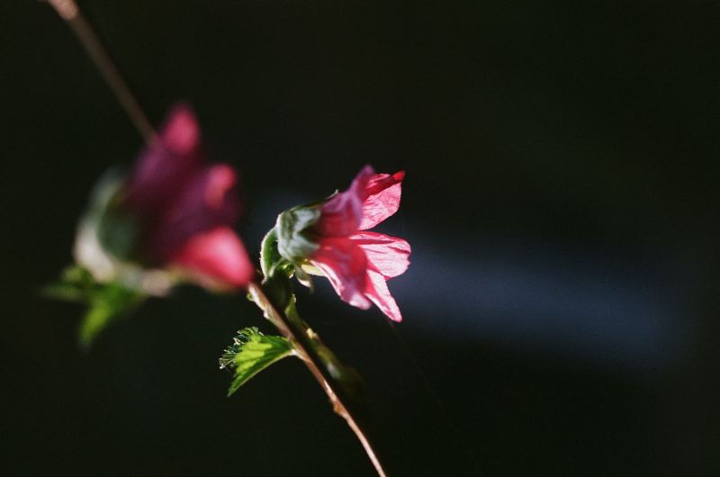 Salmonberrry flowers